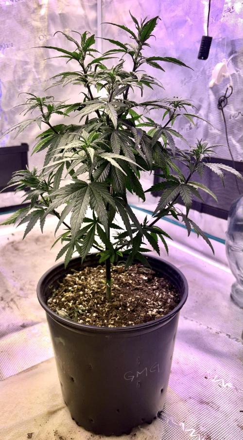 2026 Medley. Week 8 - 18th, Green Mountain Grape makes an appearance