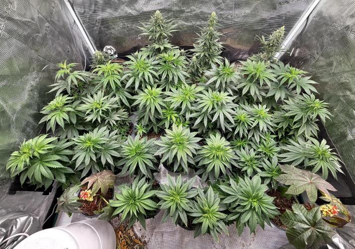 2026 Medley. Week 8 - Healthy canopy!!!! 