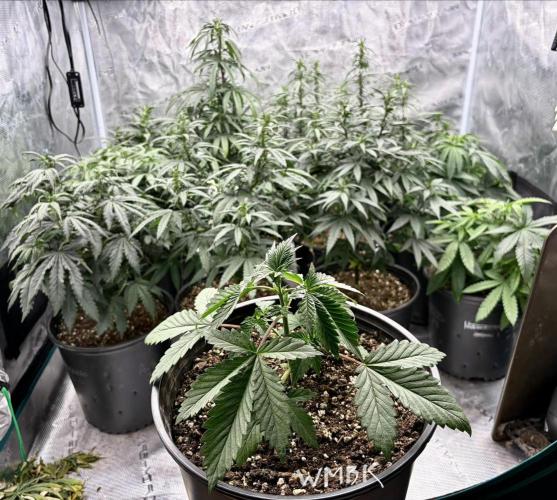 2026 Medley. Week 8 - 20th, I shut the Blue Adlite off to see what Greens were present!! 
I like it !