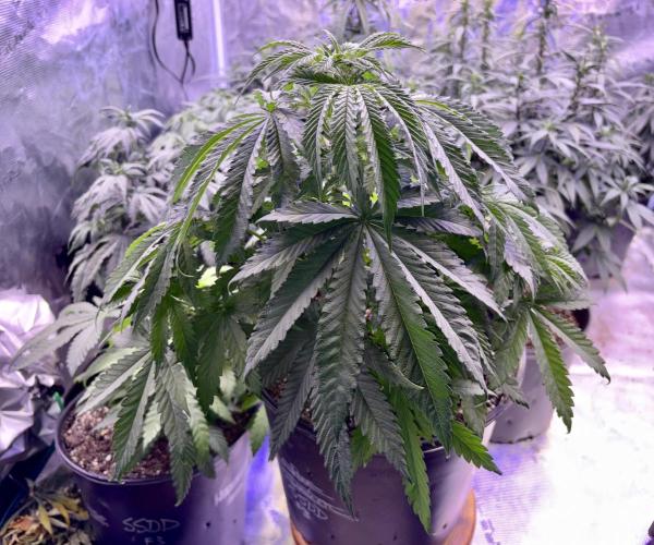2026 Medley. Week 8 - 20th pm, SSDD UN-TOPPED