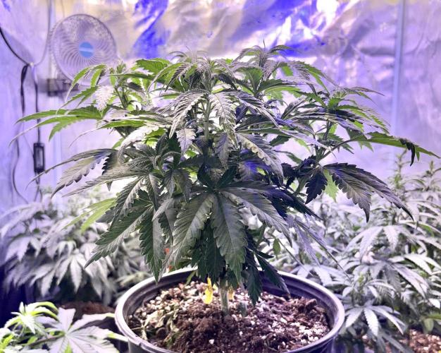 2026 Medley. Week 8 - 20th, ACAPULCO GOLD lite green pheno