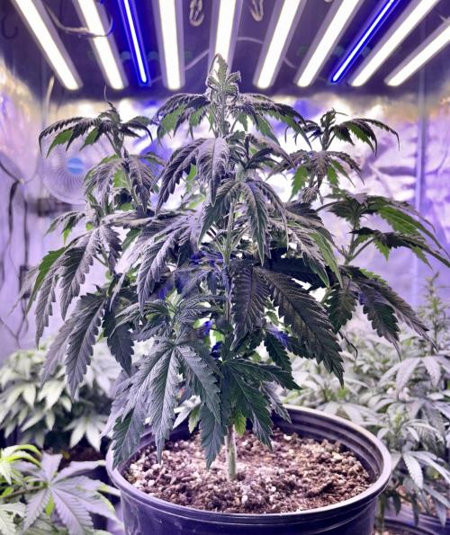 2026 Medley. Week 8 - 20th, ACAPULCO GOLD Dark Green pheno