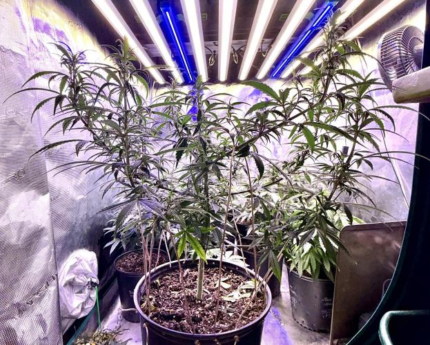 2026 Medley. Week 8 - 21st, PANAMA RED, opened a little more yesterday