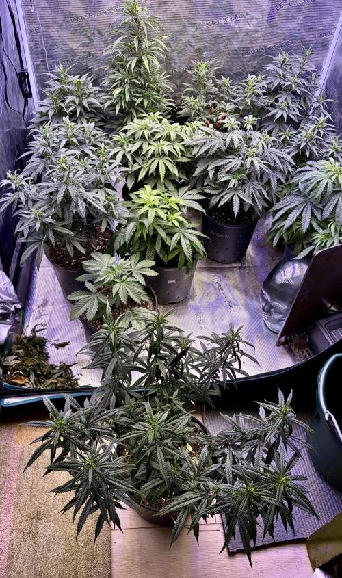 2026 Medley. Week 8 - 21st, PANAMA RED in the foreground