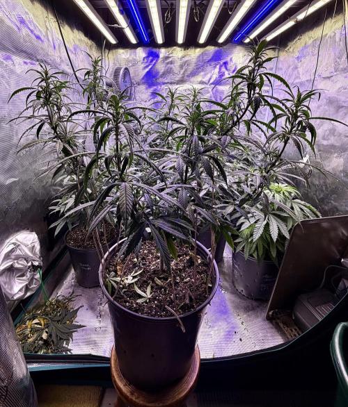 2026 Medley. Week 8 - 21st, Panama Red after a couple LST sessions