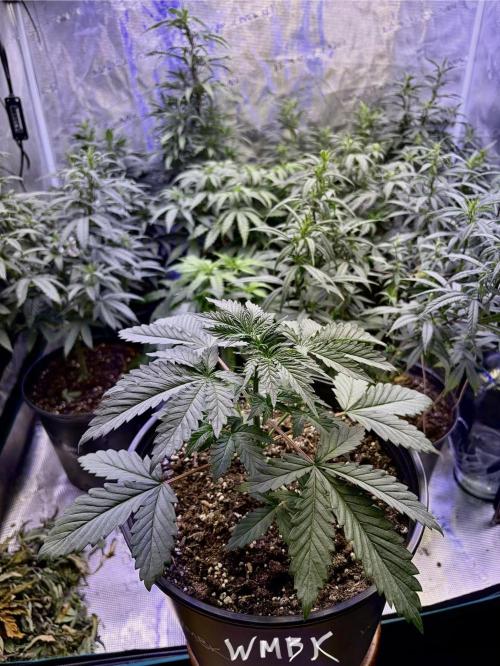 2026 Medley. Week 8 - 21st, Wreckage Master Bastard Kush is playing catch-up really well. Play Ball