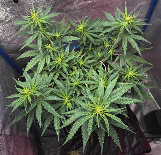 2026 Medley. Week 8 - 21st, real Keeper in the next tent; Manga Rosa. Day 49 for her, 14 in bloom