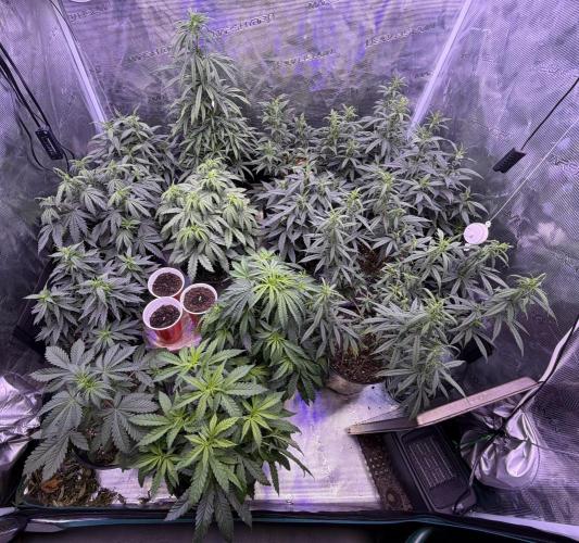2026 Medley. Week 9 - 25th, FINAL Veg-tent shots before they get broken-up and sent out