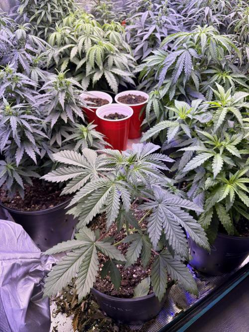2026 Medley. Week 9 - 25th, front and centre, WRECKAGE MASTER BASTARD KUSH
