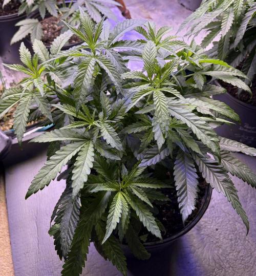 2026 Medley. Week 9 - 25th, SSDD topped F3, goes into the Bloom tent tonight. Seeking hot butter pheno