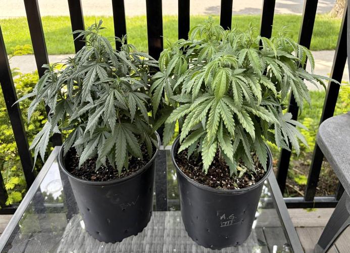 2026 Medley. Week 9 - 26th, Black Willie left, Acapulco Gold R

OUT