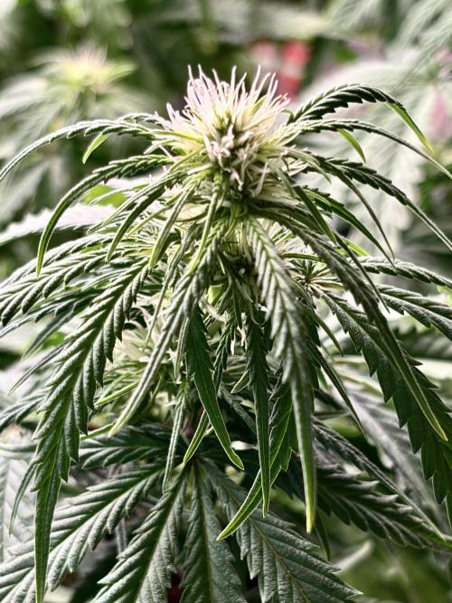 MANGA ROSA for Ole-Time sake. Week 10 - 28th, after a big drink, manga’s buds are forming