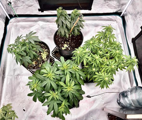 MANGA ROSA for Ole-Time sake. Week 10 - 28th, as it will sit for a Germ week, then the 5-gallon Autos visit