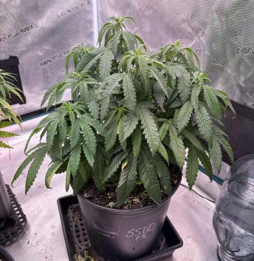 2026 Medley. Week 10 - June 1st, SSDD in the Bloom tent