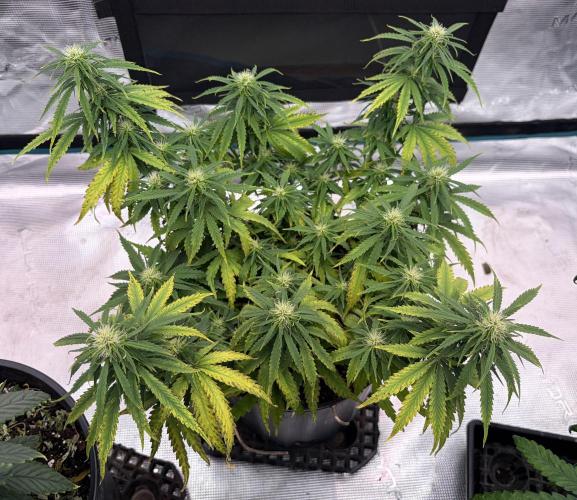 MANGA ROSA for Ole-Time sake. Week 10 - 1st, Manga is impacted by a deficiency, that the others are fine with