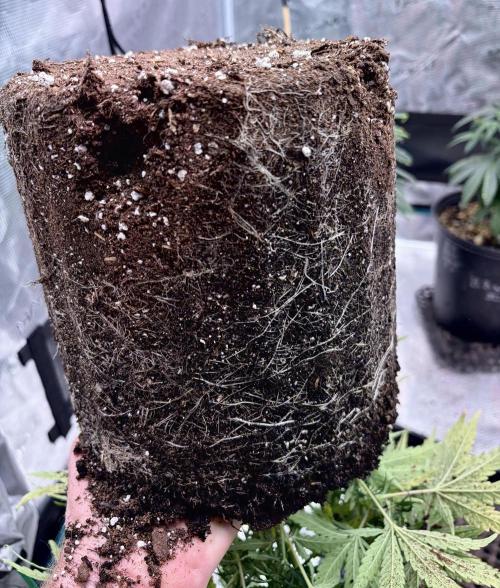 MANGA ROSA for Ole-Time sake. Week 10 - 2nd, MANGA ROSA root ball appears healthy 