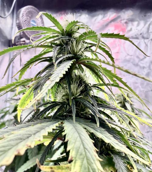 MANGA ROSA for Ole-Time sake. Week 11 - 5th pm, branches are filling-in nicely