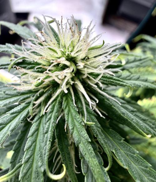MANGA ROSA for Ole-Time sake. Week 11 - Buds are forming nicely !!!