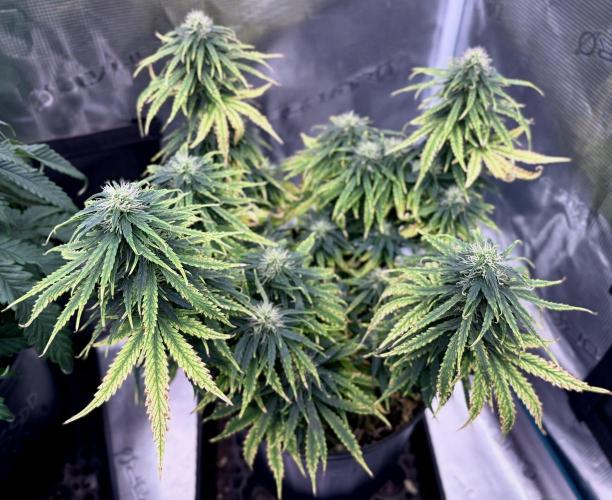 MANGA ROSA for Ole-Time sake. Week 12 - June 13th, flushed a week ago, Buds are swelling, big thirst