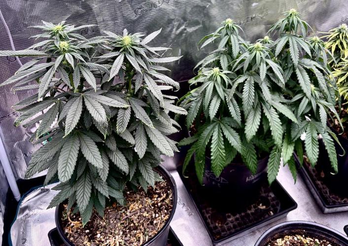 2026 Medley. Week 12 - 13th in 12/12 SSDD f3 on the right, Blackout Lemonaid left.