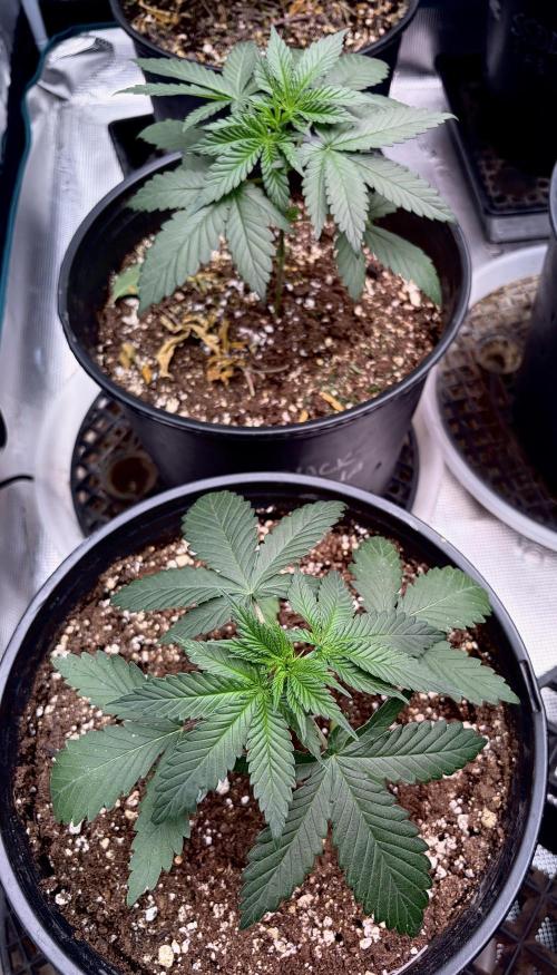 2026 Medley. Week 12 - 13th @12/12 pair of Red Billy looking good. (Fighting Bilbo x Panama Red)