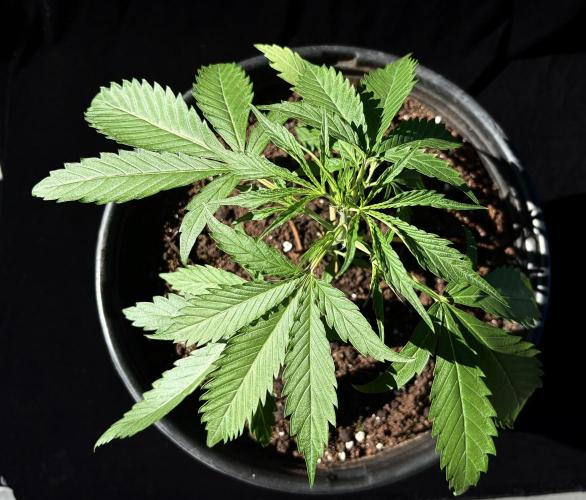 2026 Medley. Week 13 - 18th, Mexican Red Hair autoflower 