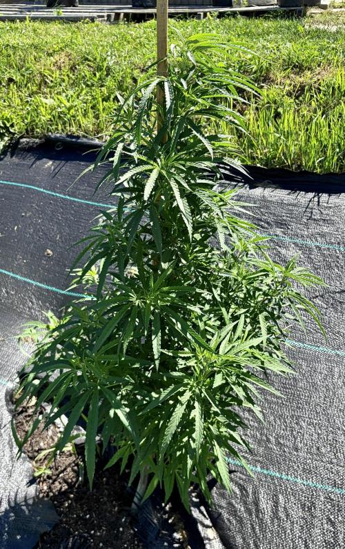 2026 Medley. Week 13 - 21, Black Tuna Tri-Leaf is chugging along