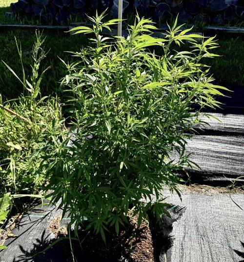 2026 Medley. Week 13 - 21st, looks like we have the long and stringy Panama Red pheno 2026