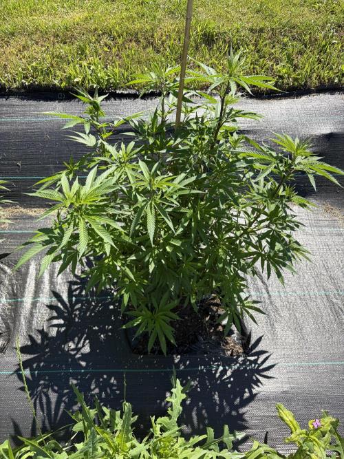 2026 Medley. Week 13 - 21st, Green Mountain Grape is a gorgeous plant 