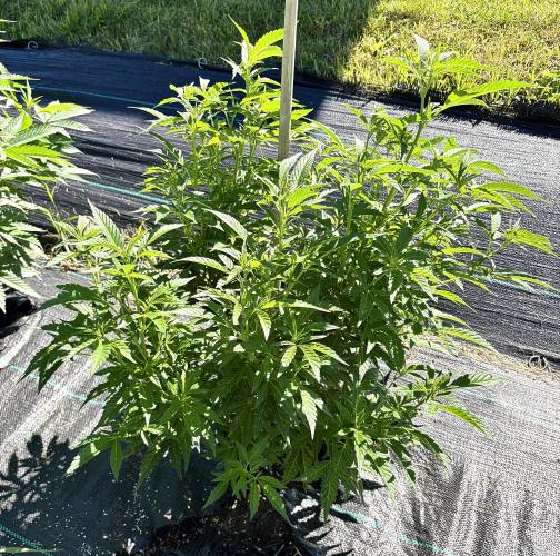 2026 Medley. Week 13 - 21st, MYSTERION V1 from Black Market Breeders
