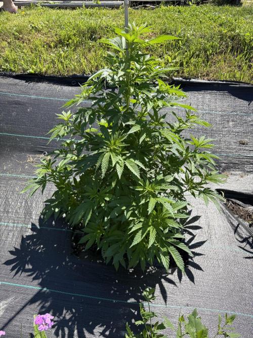 2026 Medley. Week 13 - 21st, JACKY WHITE (white widow x jack herer)