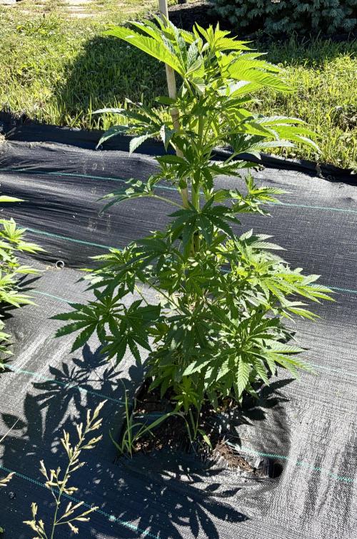 2026 Medley. Week 13 - 21st, BIG BAD WOLF 2.0 humboldt seeds