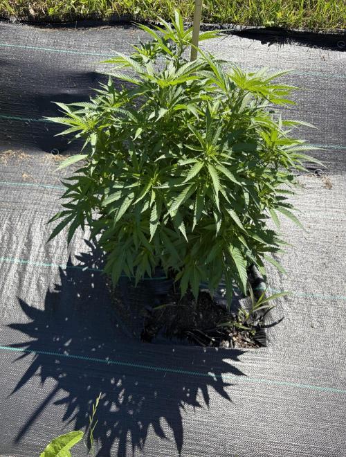 2026 Medley. Week 13 - 21st, BLACK WILLIE hi-thc pheno OSBA 