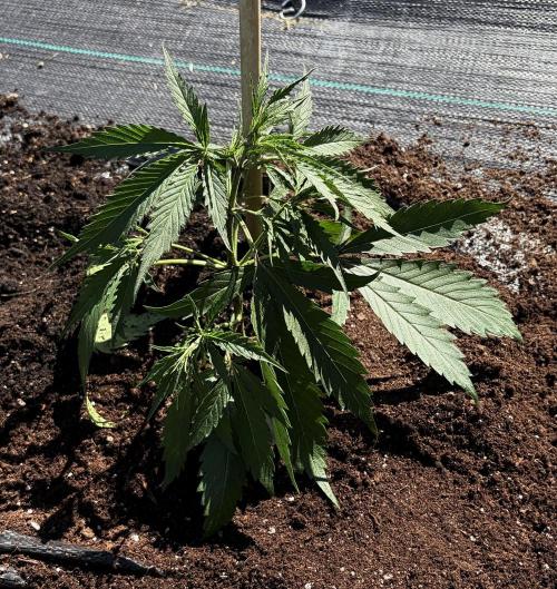 2026 Medley. Week 13 - 21st, Mexican Red Hair Auto gets punted from 12/12 into the real-World; OG ROW