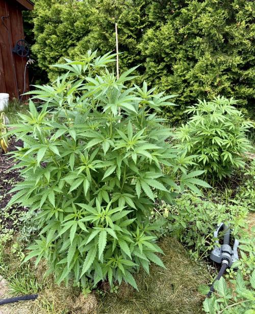 2026 Medley. Week 14 - 26th, sulphur spraying has me visiting acapulco gold#2 & black willie 2