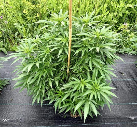 2026 Medley. Week 14 - 26th, Black Willie is a great example of how Dense its leaves and branches are