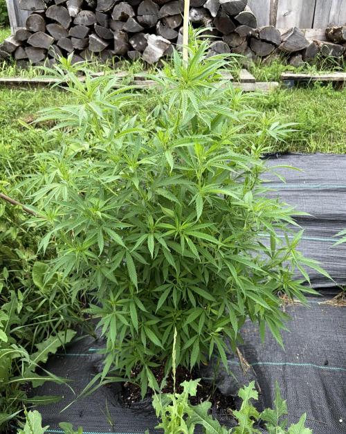 2026 Medley. Week 14 - 26th, we have the long skinny pheno happening on the Panama Red