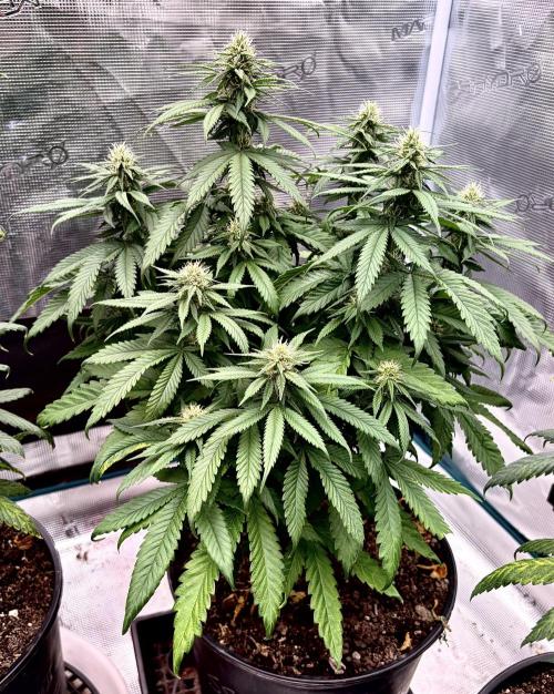 2026 Medley. Week 14 - 26th, indoor SSDD f3 enjoying the 12/12 from the looks of things. 
Stem Rub? !!