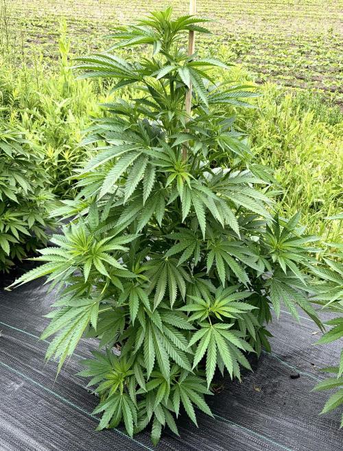 2026 Medley. Week 14 - 26th, Paradise Seeds Jacky White (white widow x jack herer)