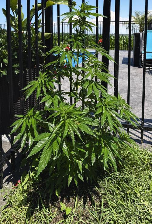 2026 Medley. Week 14 - 28th. bag-seed Panama Red is getting spoiled near a Pool 