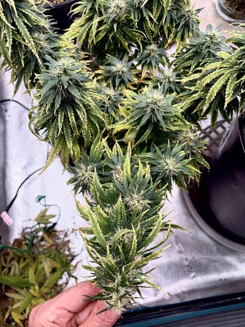 MANGA ROSA for Ole-Time sake. Week 14 - 1/4 main Cola’s shows how its churning-out the Nugs