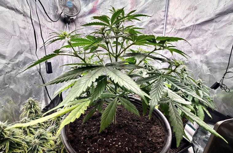 MANGA ROSA for Ole-Time sake. Week 14 - 30th, Ethos Haze auto