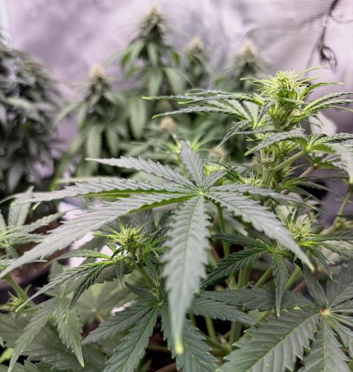 MANGA ROSA for Ole-Time sake. Week 14 - Ethos Haze