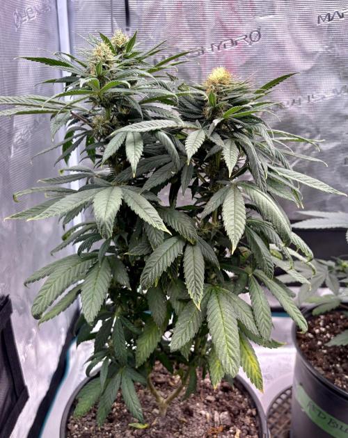 MANGA ROSA for Ole-Time sake. Week 14 - 30th, BLACKOUT LEMONAID and Polyploid