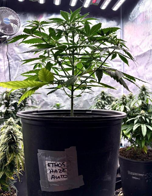MANGA ROSA for Ole-Time sake. Week 14 - 30th, ETHOS HAZE Auto