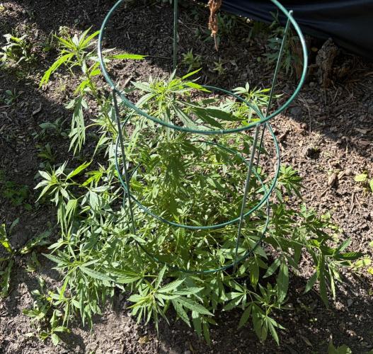 2026 Medley. Week 15 - 2nd, a haircut is planned for this plant. And we’ve been warned, it really grows