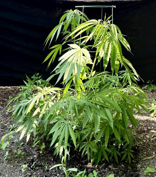 2026 Medley. Week 15 - 2nd, SSDD F3 is looking like a classic plant; BIG 