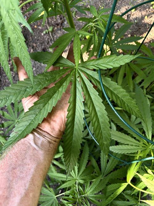 2026 Medley. Week 15 - with Big Leaves; SSDD 