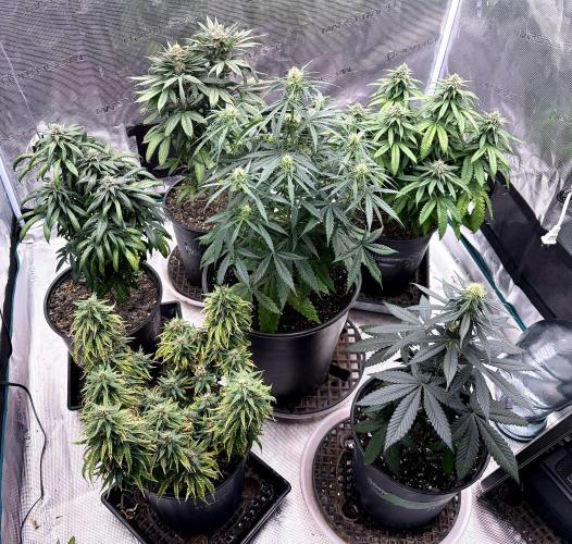 MANGA ROSA for Ole-Time sake. Week 15 - 6th, Team Shot, Ethos Haze auto in the middle 