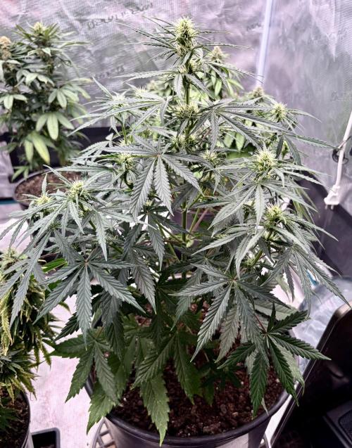 MANGA ROSA for Ole-Time sake. Week 15 - 6th, Ethos Haze